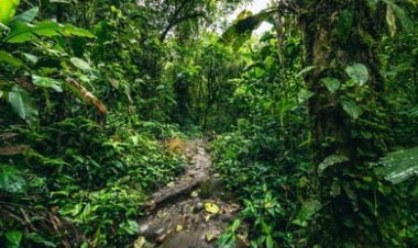 PT CKT Di Duga Ubah Hutan Cagar Alam Jadi Perkebunan Kelapa Sawit. BKSDA Jambi Bungkam