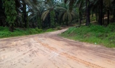 Hutan Cagar Alam Dan Produksi Berubah Jadi Kebun Kelapa Sawit. Miris !! Tidak Tersentuh Hukum