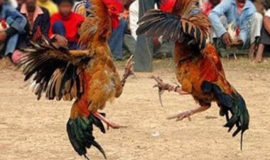 Oknum Kakam Tri Tunggal Jaya Bersama 5 Kawannya Ditangkap Polisi di Gelanggang Sabung Ayam