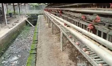 Dinas Lingkungan Hidup di Minta Tindak Lanjuti Usaha Ayam Petelur
