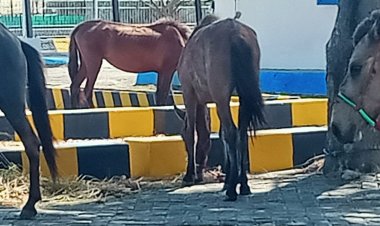 Diduga Berdokumen Palsu, Ratusan Ekor Kuda Di Pelabuhan Kelas Jeneponto Terancam Dikembalikan Ke pelabuhan Riok NTT