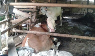 Penyakit Mulut dan Kuku PMK kali ini Merajalela di Kecamatan Metro Kibang