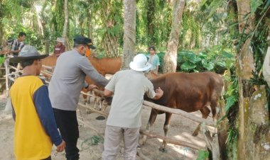 Polsek Penawartama Dampingi Langsung Vaksinasi PMK di Dua Kampung