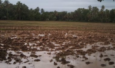 Areal persawahan Blang Seumasang Gampong Ladang Dilakukan Tanam Padi Serentak