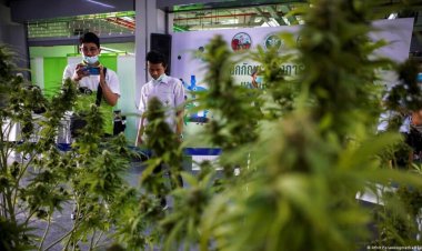Pemerintah Membagikan 1 Juta Bibit Ganja Untuk Masyarakat