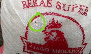 AMHLS: BUMD Lamsel Maju Coreng Muka Bupati, Jual Beras "Jago Merah" Berkutu