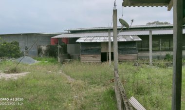 Warga Keluhkan, Aroma Tidak Sedap Dari Kandang Babi di Desa Sidowaluyo Kecamatan Sidomulyo