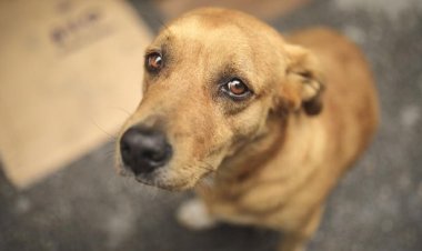 Kisah Seekor Anjing Menunggu Pemiliknya yang Telah Tiada Setiap Hari