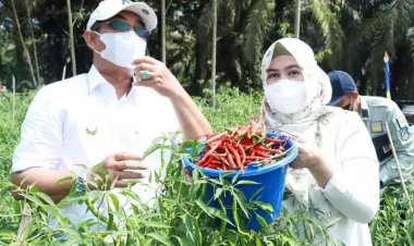 Didampingi Istri Bupati Panen Cabai, Zainudin : Hasilnya Bisa Sampai 80 Juta !