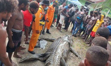 Potongan Tubuh Ditemukan di Perut Buaya Raksasa