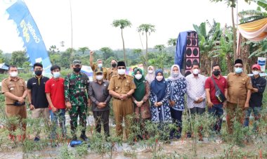 25 persen Cabai Merah Dipasok Petani Tanjab Barat, Bupati : Mudah-Mudahan Dapat Dipertahankan