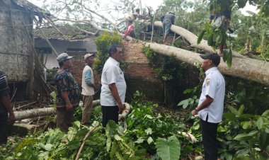 Untung Selamat, Saat Angin Kencang Pohon Roboh Menimpa Rumah Warga
