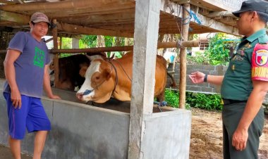 Antisipasi PMK Di Wilayah Binaan, Babinsa Koramil Talun Laksanakan Pemantauan Dan Pengecekan Hewan Ternak