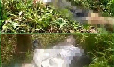 Diduga Korban Pembunuhan, Dua Mayat Pria Ditemukan Tergeletak Di Desa Cihujan Cijaku