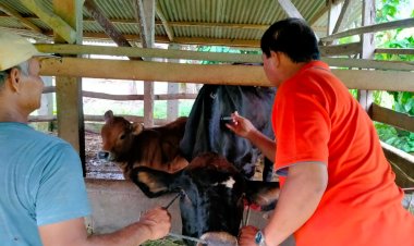 Cegah PMK, Babinsa Koramil Purbolinggo Dampingi Vaksin Hewan Ternak