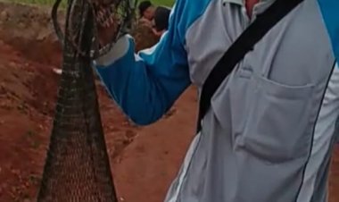 Strex Adiwarno ,Wawan dan satu kawan bawa pulang Ikan EMAS 30 kilo dalam waktu satu hari.