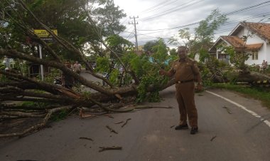 Pohon tumbang hampir timpa pengemudi motor.