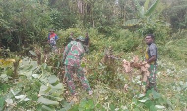 Pembukaan Lahan Kopi 10 Ha oleh Kodim 1709/Yawa Bersama Masyarakat Kampung Numaman Distrik Kosiwo