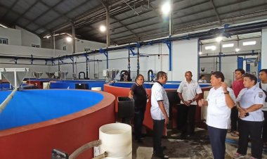 Hatchery (Tempat Penetasan) Ikan Baramundi (Kakap Putih) pada PT. Yamase "Potensi PAD Kabupaten Kepulauan Yapen Kedepannya" Ucap Bupati Tonny Tesar 