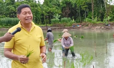 Kompak Turun ke Sawah, Bupati Tonny Tesar, Wakil Bupati Frans Sanadi dan Plt. Sekda Erny R. Tania Ikut Tanam Benih Padi