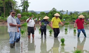 Kompak Turun ke Sawah, Bupati Tonny Tesar, Wakil Bupati Frans Sanadi dan Plt. Sekda Erny R. Tania Ikut Tanam Benih Padi