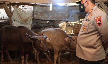 46 Ekor Sapi dan Kerbau Terjangkit PMK, Kapolres Demak Mengimbau Untuk Tidak Diperjualbelikan
