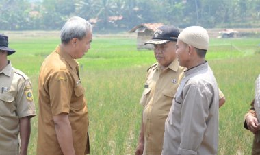 Pemkab Bogor Tangani Dampak Kekeringan Sektor Pertanian Melalui Pemberian AUTP