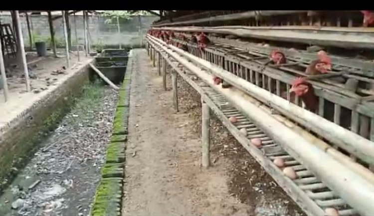 Dinas Lingkungan Hidup di Minta Tindak Lanjuti Usaha Ayam Petelur