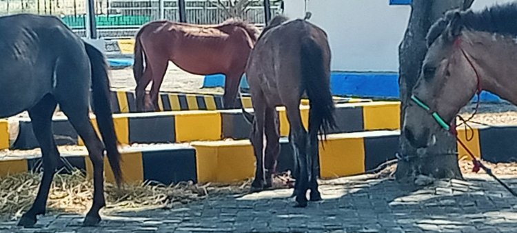 Diduga Berdokumen Palsu, Ratusan Ekor Kuda Di Pelabuhan Kelas Jeneponto Terancam Dikembalikan Ke pelabuhan Riok NTT