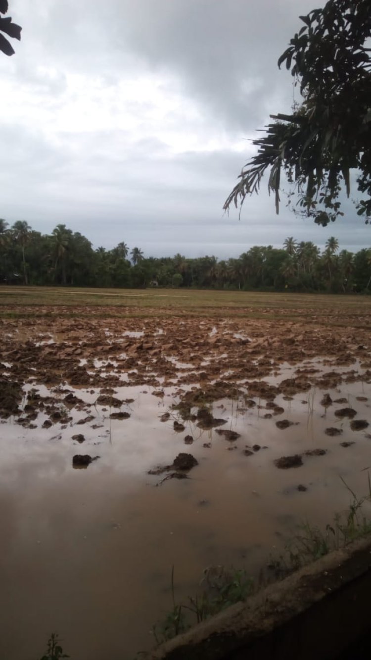 Areal persawahan Blang Seumasang Gampong Ladang Dilakukan Tanam Padi Serentak