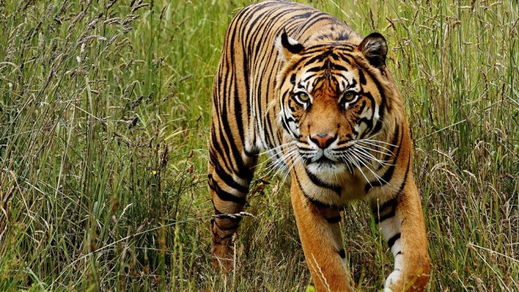 Seorang Pekerja Hutan Diterkam Harimau Hingga Tewas