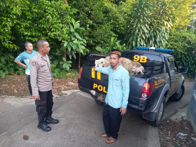 Warga Temukan 7 hewan Ternak Kambing, Pihak Kepolisian Langsung Amankan