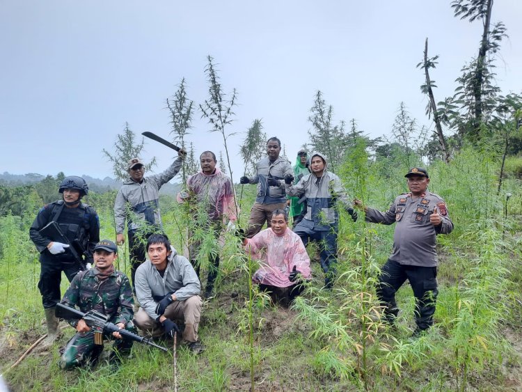 Kerja Sama Satgas Siger Polda Lampung Untuk Pengungkapan Ladang Ganja di Tiga Tempat