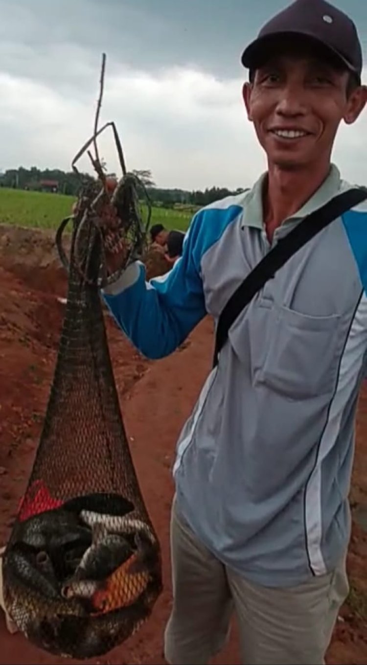 Strex Adiwarno ,Wawan dan satu kawan bawa pulang Ikan EMAS 30 kilo dalam waktu satu hari.