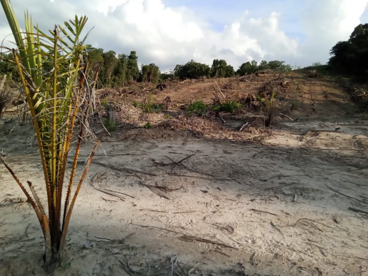 Terkait Dugaan Penyerobotan Lahan Milik Warga Uepai, PT.Sumber Alam Karya Sejahtera (SAKS) Siap Bertanggungjawab