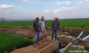 Alami Kekeringan Sawah Di Sejumlah Wilayah Dangia, Pemda Koltim Langsung Tangani