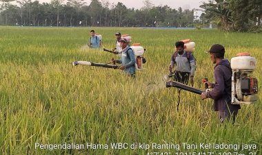 Petani Sawah Di Poli-Polia Keluhkan Hama Wereng Coklat, Pemda Koltim Langsung Turun Tangan
