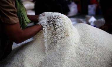 Harga Beras Naik, Pemerintah Sarankan Masyarakat  Makan Sagu, Jagung, Talas, Kentang, Ubi Jalar dan Sukun