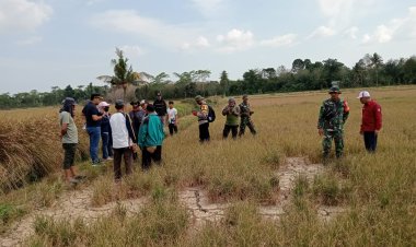 Ketua Tim Satgasus Koltim Tinjau Langsung Tanah Sengketa Eks HGU PT. SIL Di Lambandia