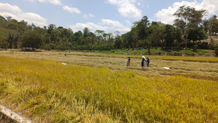 Usai Perbaikan Bendung Air, Petani Sawah Tumbudadio Koltim Nikmati Hasil Panen Yang Melimpah