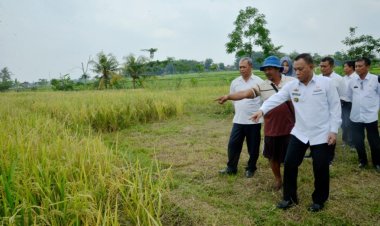 JAGA KETAHANAN PANGAN DAN TEPIS ISU GAGAL PANEN, QOMARU TERJUN KE SAWAH