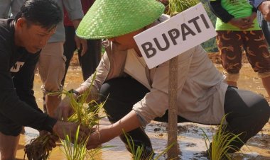Tingkatkan Produksi Padi Di Kolaka Timur, Bupati Azis Tanam Perdana Padi Sawah di Tongauna