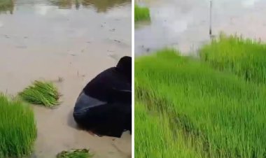 Musim Tanam, Petani di Desa Gunung Batu Kecamatan Cempaka Keluhkan Sulit Dapat Pupuk Subsidi Meski Pegang Kartu Tani