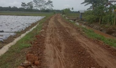 Pengerasan Jalan Sawah Dengan Dana Rp 367 Juta Lebih Di Desa Rawa Medang Asal Jadi, Camat Batang Asam Selaku Pembina Jangan Tidur.