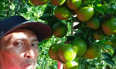 Petani Jeruk asal Desa Rulung Mulya Keluhkan Harga Jeruk Peras yang  Anjlok