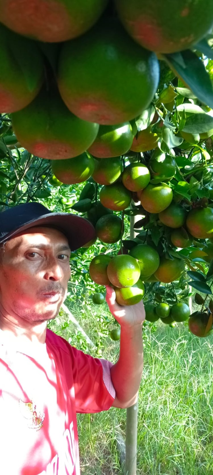 Petani Jeruk asal Desa Rulung Mulya Keluhkan Harga Jeruk Peras yang  Anjlok