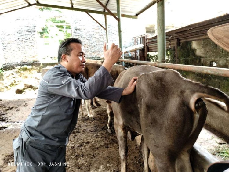 Jelang Iduladha, Pemdakab Bogor Masif Lakukan Inspeksi Kesehatan Hewan Qurban Sehat