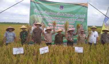 Panen Perdana Padi di Desa Rawa Medang, Pemkab Tanjab Barat Dorong Ketahanan Pangan