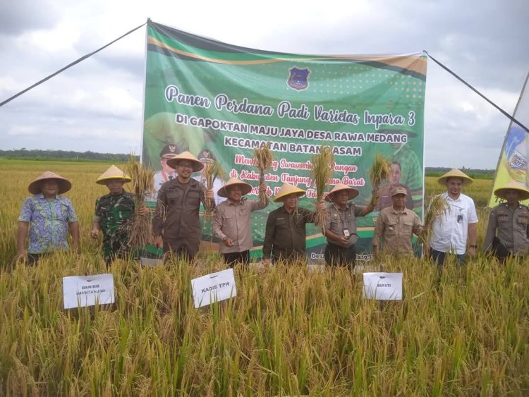 Panen Perdana Padi di Desa Rawa Medang, Pemkab Tanjab Barat Dorong Ketahanan Pangan