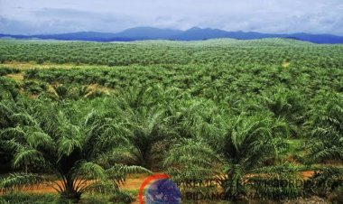 APH Tutup Mata, Ribuan Hektar Hutan Mendahara Ulu Dibabat Secara Ilegal, Mirza: Desak Satgas Besutan Prabowo